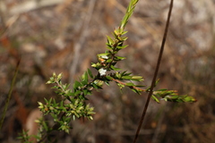 Styphelia leptospermoides