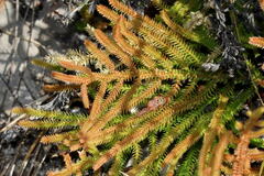 Selaginella uliginosa