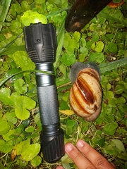Megalobulimus