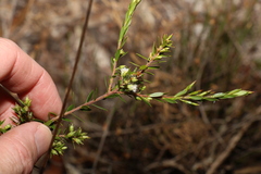 Styphelia leptospermoides