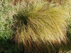 Carex secta