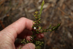 Styphelia leptospermoides