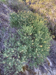 Acmispon dendroideus traskiae