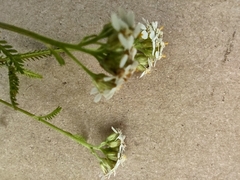 Achillea millefolium