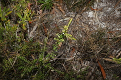 Styphelia leptospermoides
