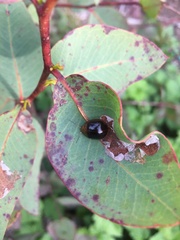Paropsisterna cloelia