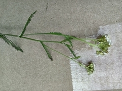 Achillea millefolium
