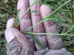Achillea millefolium