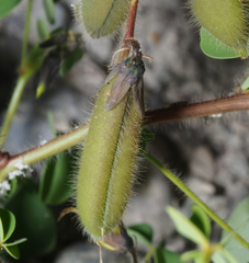 Crotalaria incana
