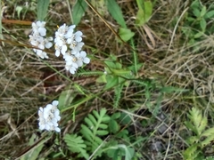 Achillea millefolium