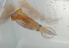 Lolliguncula brevis