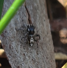 Maratus plumosus