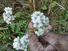 Achillea millefolium