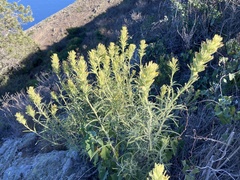Castilleja grisea