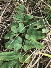Angelica atropurpurea