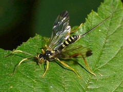 Spilopteron occiputale