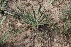 Yucca arkansana
