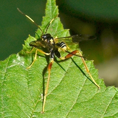 Spilopteron occiputale