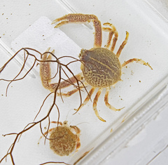 Persephona aquilonaris