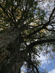 Handroanthus umbellatus