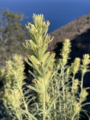 Castilleja grisea