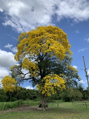 Handroanthus umbellatus