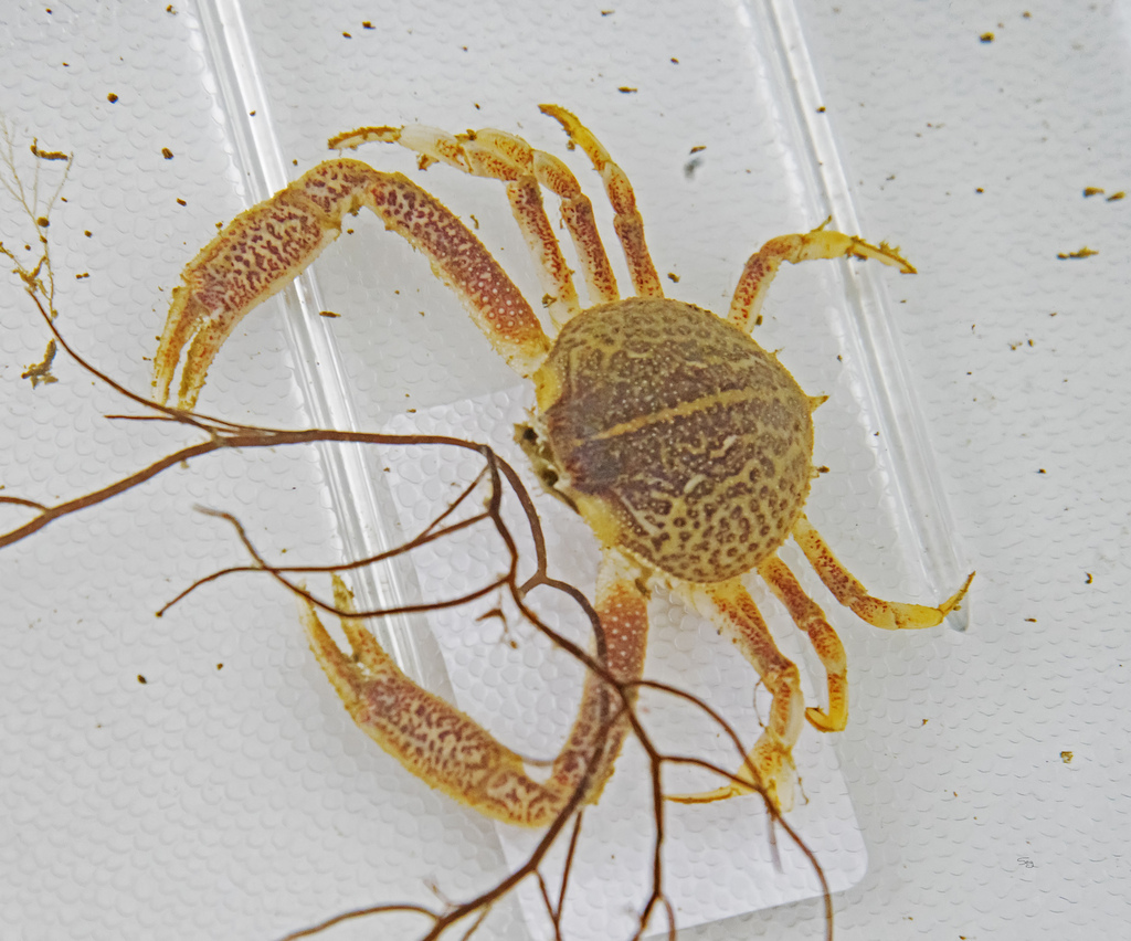 Northern Purse Crab