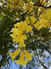 Handroanthus umbellatus