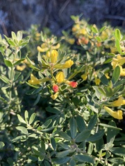 Acmispon dendroideus traskiae