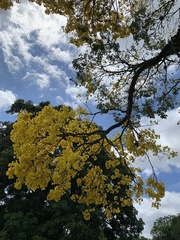 Handroanthus umbellatus