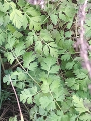 Anthriscus cerefolium