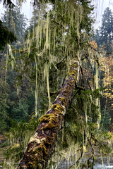Usnea longissima