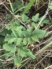 Angelica atropurpurea