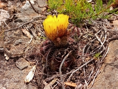 Parodia linkii