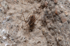 Scytodes globula