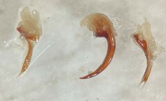 Ilybiosoma seriatum