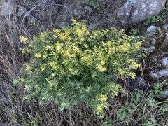 Acmispon dendroideus traskiae