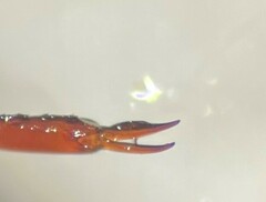 Ilybiosoma seriatum