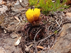 Parodia linkii