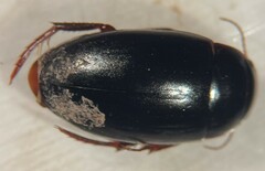 Ilybiosoma seriatum