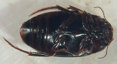 Ilybiosoma seriatum