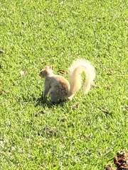 Sciurus stramineus