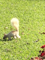 Sciurus stramineus