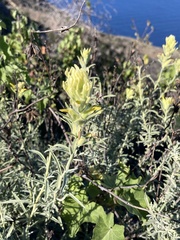 Castilleja grisea