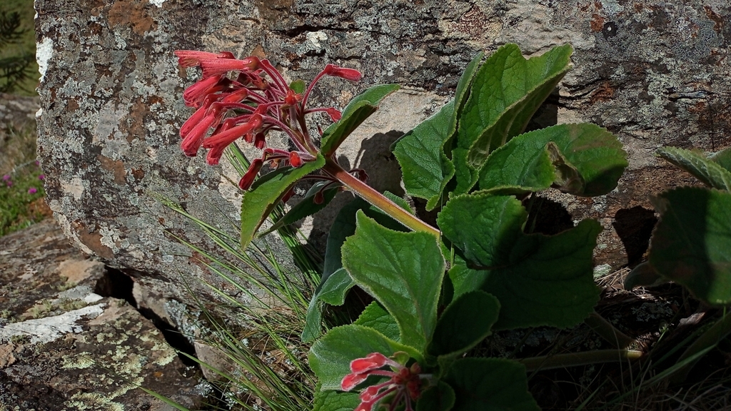 Sinningia ramboi, Urupema - SC, 88625-000, Brasil