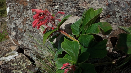 Sinningia ramboi