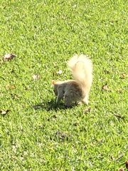 Sciurus stramineus