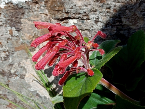 Sinningia ramboi