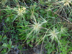 Spinifex sericeus