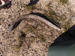 Anguilla rostrata